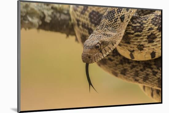 Texas, Hidalgo County. Bull Snake in Tree-Jaynes Gallery-Mounted Photographic Print