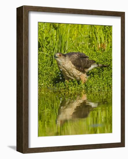 Texas, Hidalgo County. Cooper's Hawk Reflecting in Water-Jaynes Gallery-Framed Photographic Print