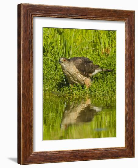 Texas, Hidalgo County. Cooper's Hawk Reflecting in Water-Jaynes Gallery-Framed Photographic Print