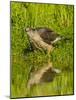 Texas, Hidalgo County. Cooper's Hawk Reflecting in Water-Jaynes Gallery-Mounted Photographic Print