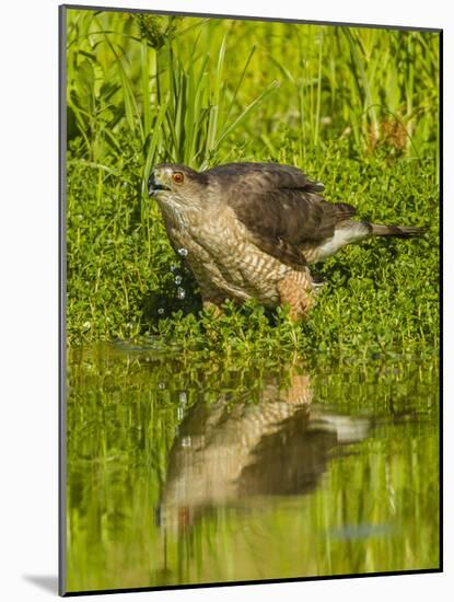 Texas, Hidalgo County. Cooper's Hawk Reflecting in Water-Jaynes Gallery-Mounted Photographic Print