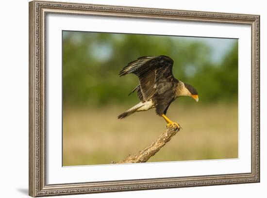 Texas, Hidalgo County. Crested Caracara on Limb-Jaynes Gallery-Framed Photographic Print