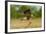 Texas, Hidalgo County. Crested Caracara on Limb-Jaynes Gallery-Framed Photographic Print