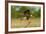 Texas, Hidalgo County. Crested Caracara on Limb-Jaynes Gallery-Framed Photographic Print