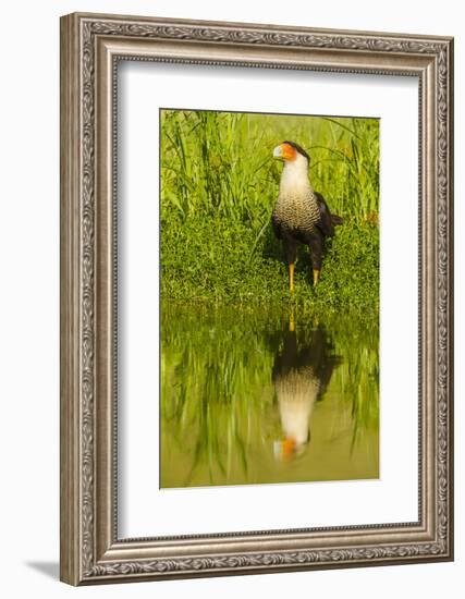 Texas, Hidalgo County. Crested Caracara Reflecting in Water-Jaynes Gallery-Framed Photographic Print