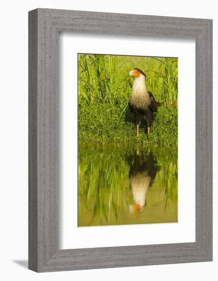 Texas, Hidalgo County. Crested Caracara Reflecting in Water-Jaynes Gallery-Framed Photographic Print