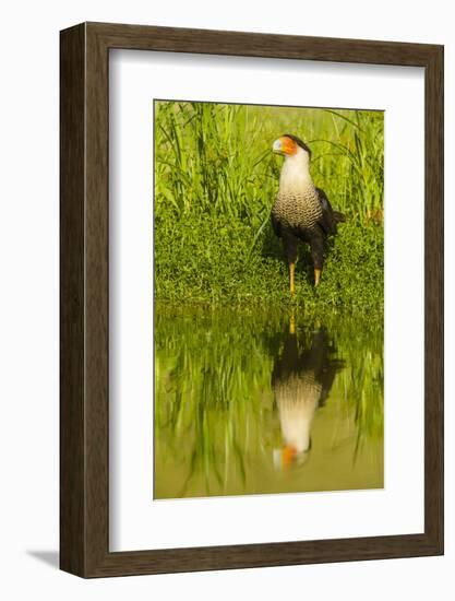 Texas, Hidalgo County. Crested Caracara Reflecting in Water-Jaynes Gallery-Framed Photographic Print