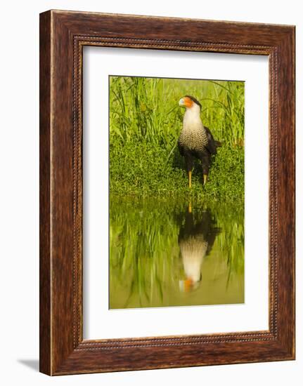 Texas, Hidalgo County. Crested Caracara Reflecting in Water-Jaynes Gallery-Framed Photographic Print