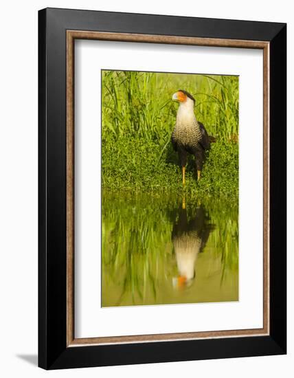 Texas, Hidalgo County. Crested Caracara Reflecting in Water-Jaynes Gallery-Framed Photographic Print