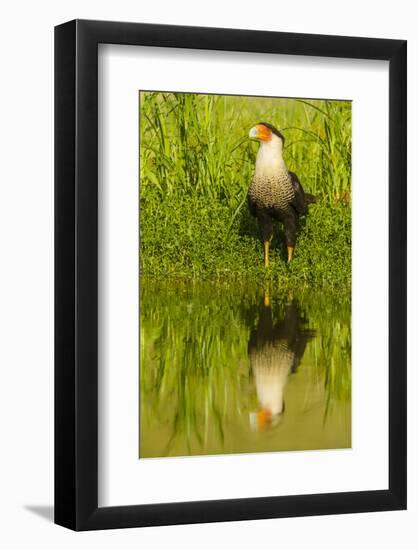 Texas, Hidalgo County. Crested Caracara Reflecting in Water-Jaynes Gallery-Framed Photographic Print