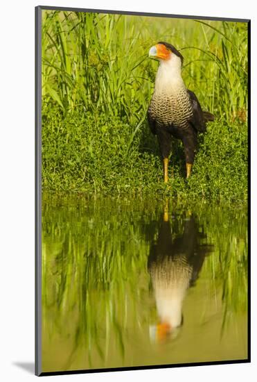 Texas, Hidalgo County. Crested Caracara Reflecting in Water-Jaynes Gallery-Mounted Photographic Print