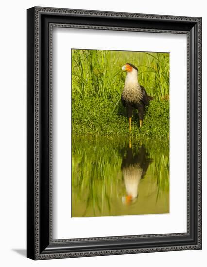 Texas, Hidalgo County. Crested Caracara Reflecting in Water-Jaynes Gallery-Framed Photographic Print