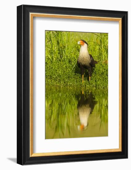 Texas, Hidalgo County. Crested Caracara Reflecting in Water-Jaynes Gallery-Framed Photographic Print