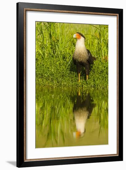 Texas, Hidalgo County. Crested Caracara Reflecting in Water-Jaynes Gallery-Framed Photographic Print