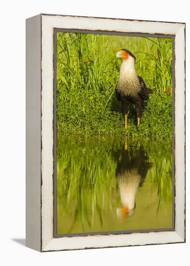 Texas, Hidalgo County. Crested Caracara Reflecting in Water-Jaynes Gallery-Framed Premier Image Canvas