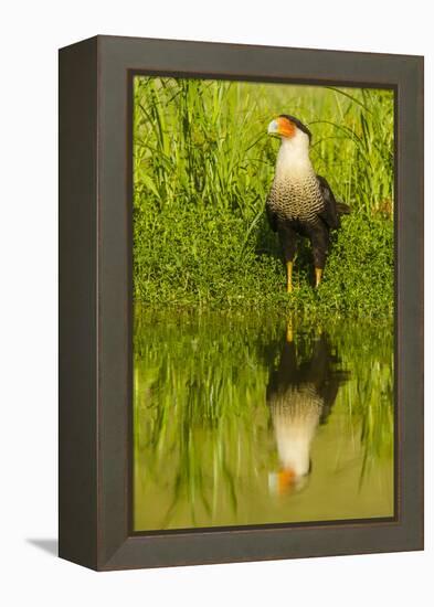 Texas, Hidalgo County. Crested Caracara Reflecting in Water-Jaynes Gallery-Framed Premier Image Canvas