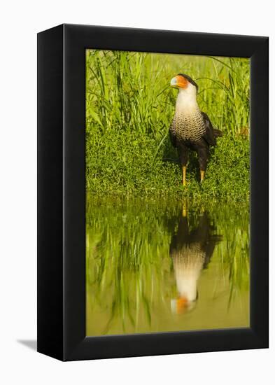 Texas, Hidalgo County. Crested Caracara Reflecting in Water-Jaynes Gallery-Framed Premier Image Canvas