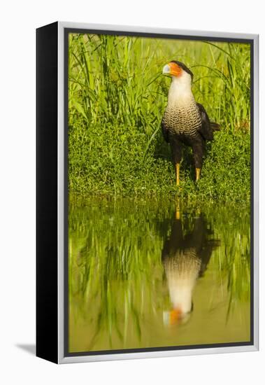 Texas, Hidalgo County. Crested Caracara Reflecting in Water-Jaynes Gallery-Framed Premier Image Canvas