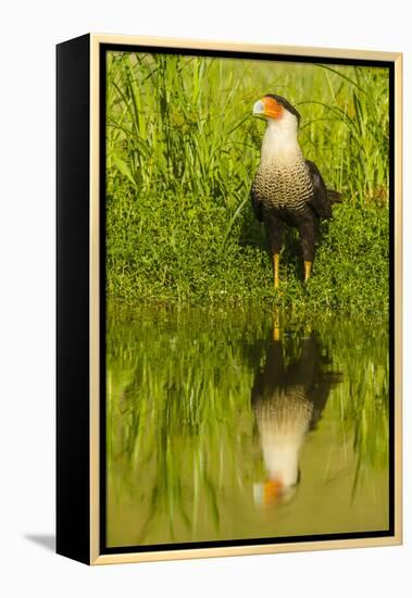 Texas, Hidalgo County. Crested Caracara Reflecting in Water-Jaynes Gallery-Framed Premier Image Canvas