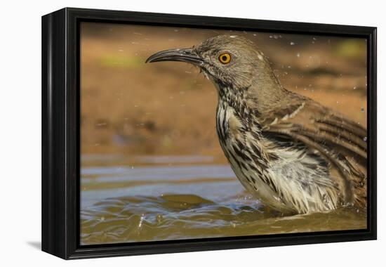 Texas, Hidalgo County. Curve-Billed Thrasher Bathing-Jaynes Gallery-Framed Premier Image Canvas