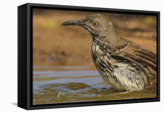 Texas, Hidalgo County. Curve-Billed Thrasher Bathing-Jaynes Gallery-Framed Premier Image Canvas