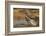 Texas, Hidalgo County. Curve-Billed Thrasher Bathing-Jaynes Gallery-Framed Photographic Print