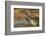 Texas, Hidalgo County. Curve-Billed Thrasher Bathing-Jaynes Gallery-Framed Photographic Print