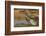 Texas, Hidalgo County. Curve-Billed Thrasher Bathing-Jaynes Gallery-Framed Photographic Print