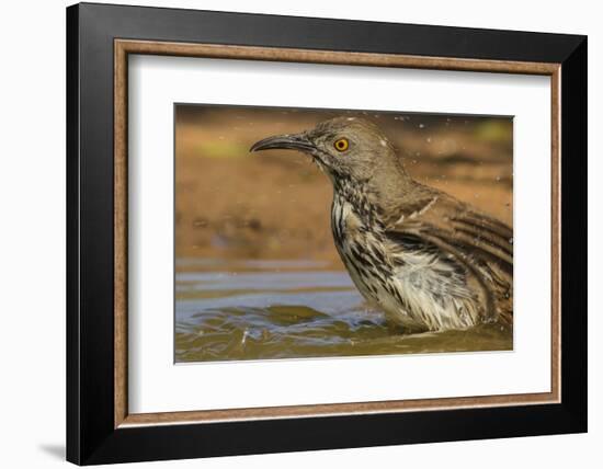 Texas, Hidalgo County. Curve-Billed Thrasher Bathing-Jaynes Gallery-Framed Photographic Print