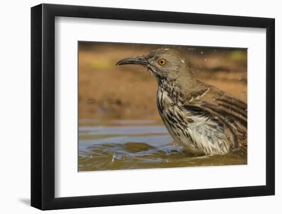 Texas, Hidalgo County. Curve-Billed Thrasher Bathing-Jaynes Gallery-Framed Photographic Print