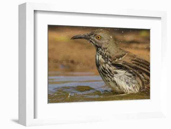 Texas, Hidalgo County. Curve-Billed Thrasher Bathing-Jaynes Gallery-Framed Photographic Print