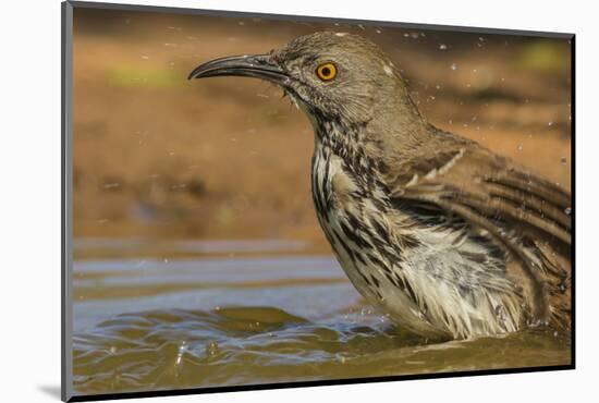 Texas, Hidalgo County. Curve-Billed Thrasher Bathing-Jaynes Gallery-Mounted Photographic Print