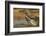 Texas, Hidalgo County. Curve-Billed Thrasher Bathing-Jaynes Gallery-Framed Photographic Print