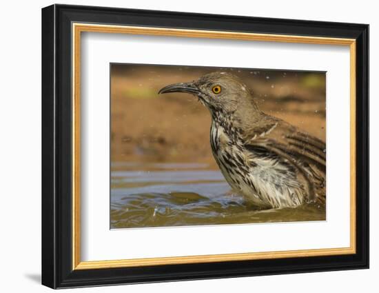 Texas, Hidalgo County. Curve-Billed Thrasher Bathing-Jaynes Gallery-Framed Photographic Print