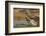 Texas, Hidalgo County. Curve-Billed Thrasher Bathing-Jaynes Gallery-Framed Photographic Print