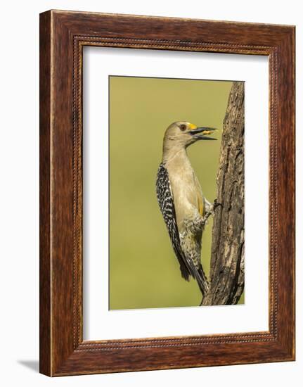 Texas, Hidalgo County. Golden-Fronted Eating-Jaynes Gallery-Framed Photographic Print