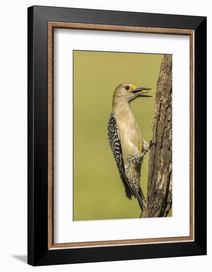 Texas, Hidalgo County. Golden-Fronted Eating-Jaynes Gallery-Framed Photographic Print