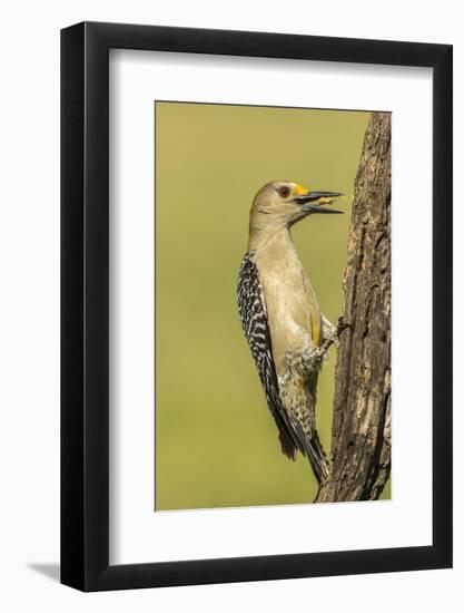 Texas, Hidalgo County. Golden-Fronted Eating-Jaynes Gallery-Framed Photographic Print