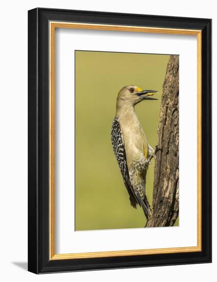 Texas, Hidalgo County. Golden-Fronted Eating-Jaynes Gallery-Framed Photographic Print