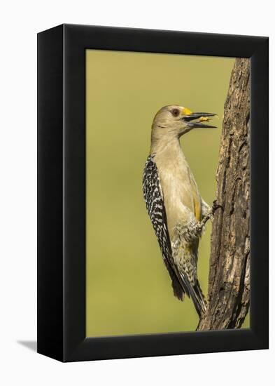 Texas, Hidalgo County. Golden-Fronted Eating-Jaynes Gallery-Framed Premier Image Canvas