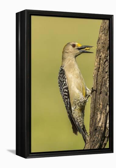 Texas, Hidalgo County. Golden-Fronted Eating-Jaynes Gallery-Framed Premier Image Canvas