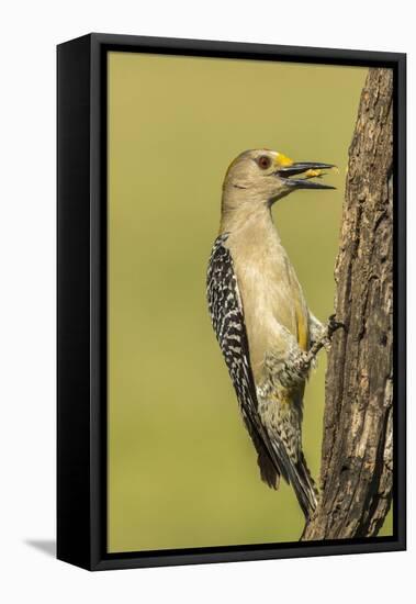 Texas, Hidalgo County. Golden-Fronted Eating-Jaynes Gallery-Framed Premier Image Canvas