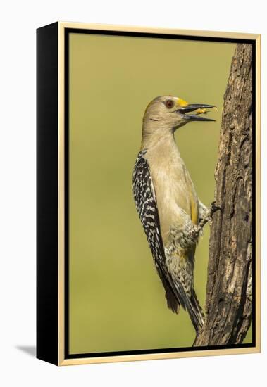 Texas, Hidalgo County. Golden-Fronted Eating-Jaynes Gallery-Framed Premier Image Canvas