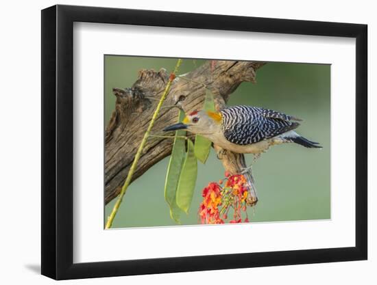 Texas, Hidalgo County. Golden-Fronted Woodpecker on Log-Jaynes Gallery-Framed Photographic Print
