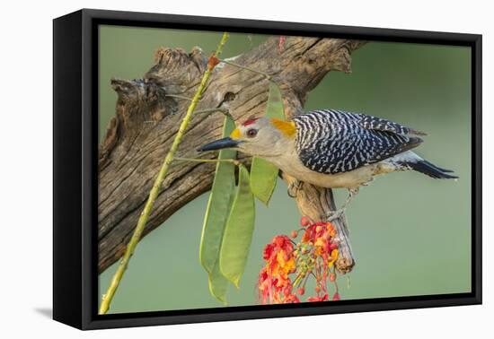 Texas, Hidalgo County. Golden-Fronted Woodpecker on Log-Jaynes Gallery-Framed Premier Image Canvas