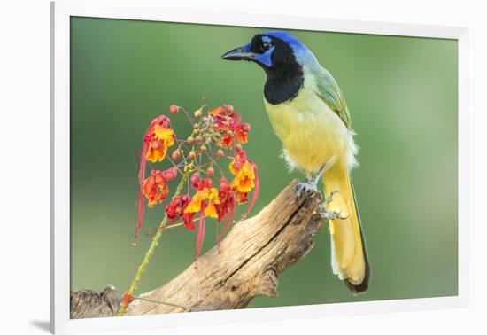 Texas, Hidalgo County. Green Jay on Log-Jaynes Gallery-Framed Photographic Print