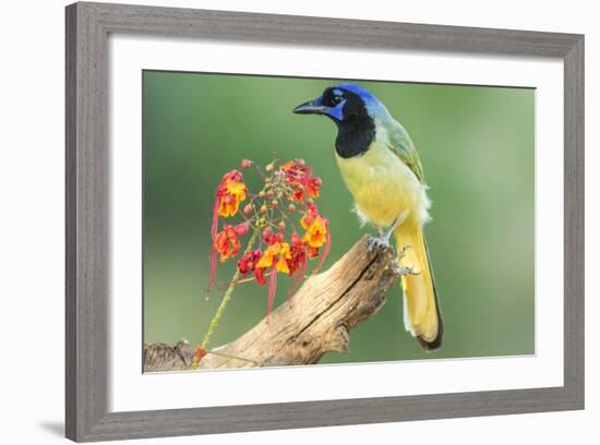 Texas, Hidalgo County. Green Jay on Log-Jaynes Gallery-Framed Photographic Print