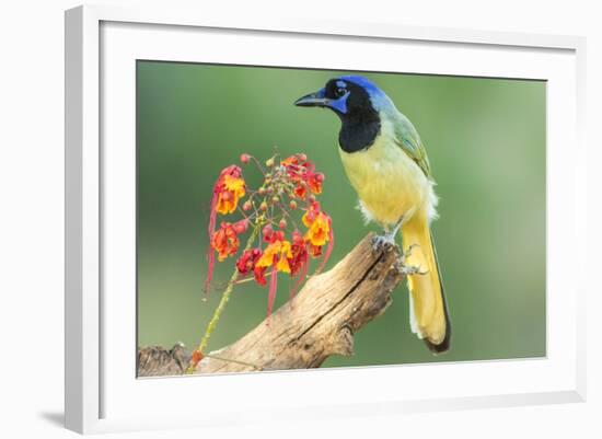 Texas, Hidalgo County. Green Jay on Log-Jaynes Gallery-Framed Photographic Print