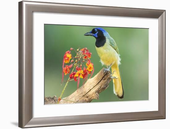 Texas, Hidalgo County. Green Jay on Log-Jaynes Gallery-Framed Photographic Print