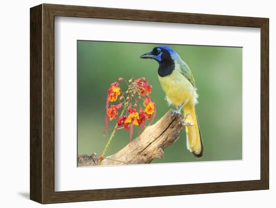 Texas, Hidalgo County. Green Jay on Log-Jaynes Gallery-Framed Photographic Print